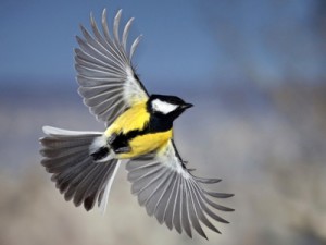 Фотосъемка птиц в полете