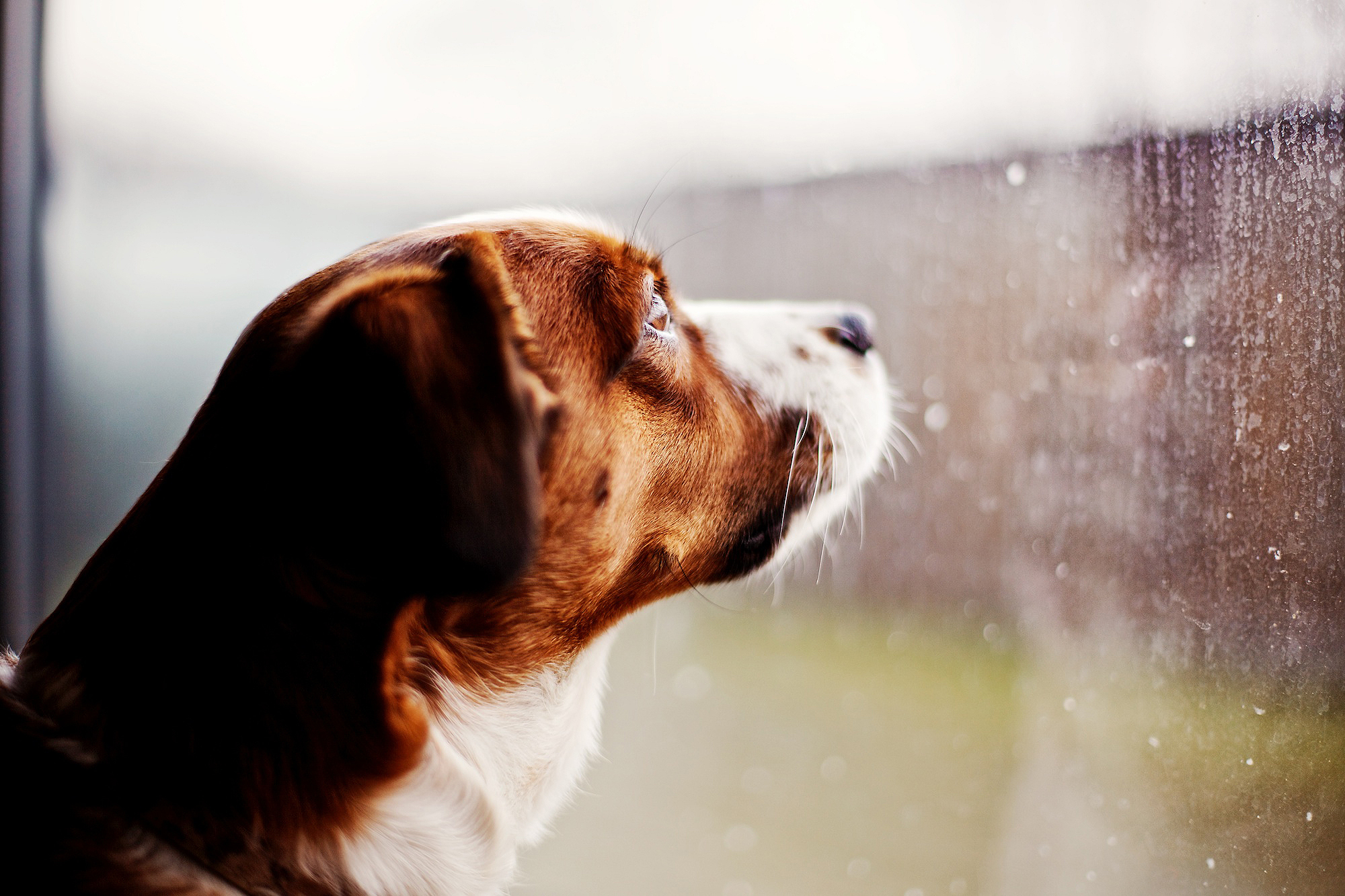 Вредный дождик. Грустная собака. Собака ждет. Собака под дождем. Щенок ждет.